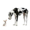 Oferta de empleo: Veterinari@