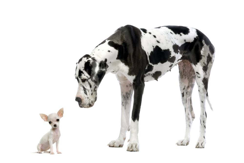 Oferta de empleo: VETERINARIO 